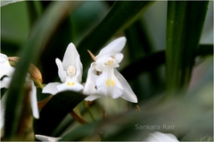 Coelogyne breviscapa